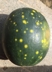 Hold és csillagok görögdinnye, Citrullus lanatus, dinnye, görögdinnye